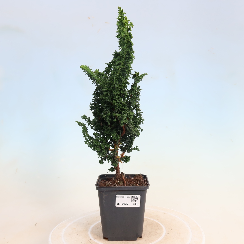 Bonsaï d'extérieur - Cham. obtusa SEKKA HINOKI - Cyprès