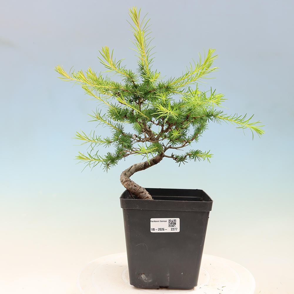 Bonsaï d'extérieur -Larix decidua - Mélèze