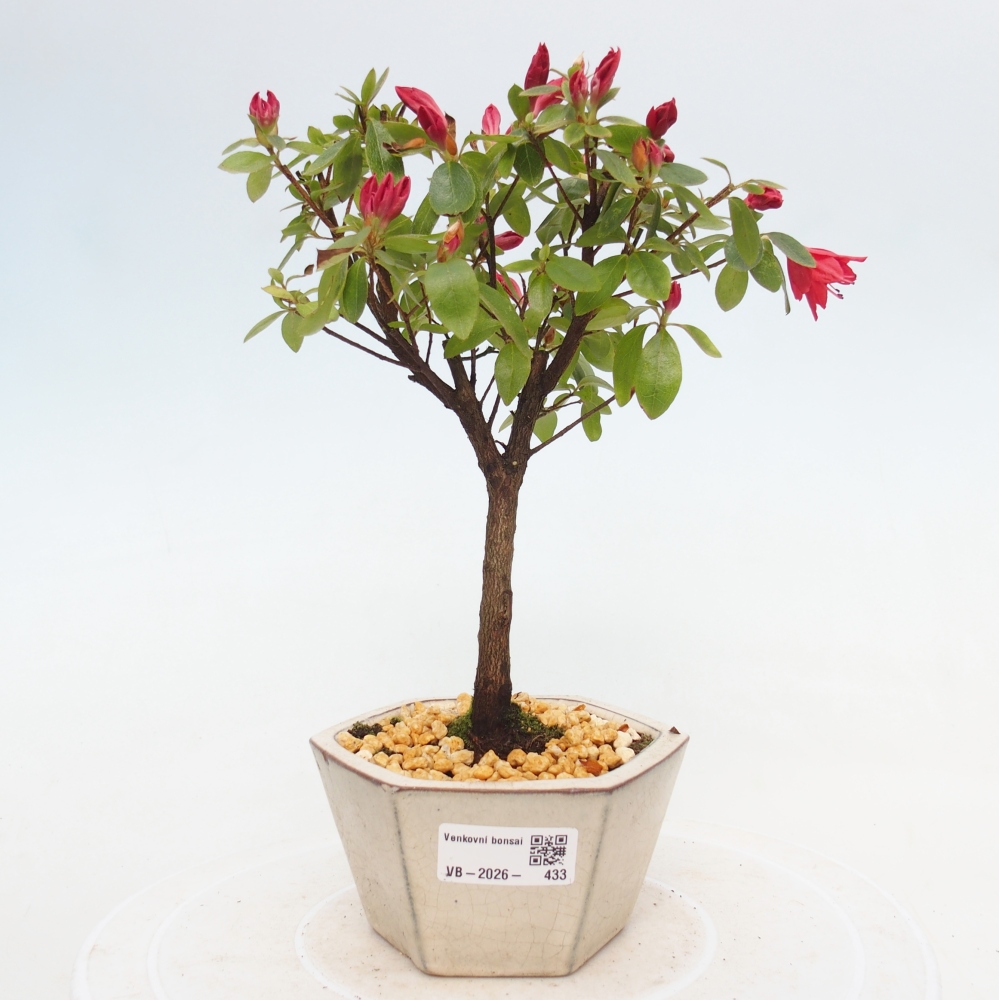 Bonsaïs d'extérieur - Azalée japonaise - Azalea sp.
