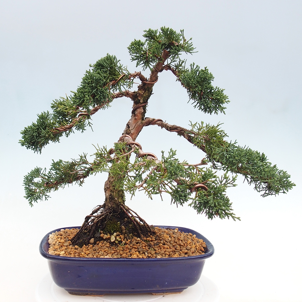 Bonsaï d'extérieur - Juniperus chinensis Kishu