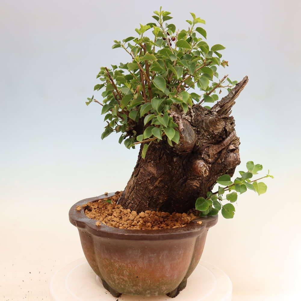 Bonsaï d'extérieur - Mahalebka - Prunus mahaleb