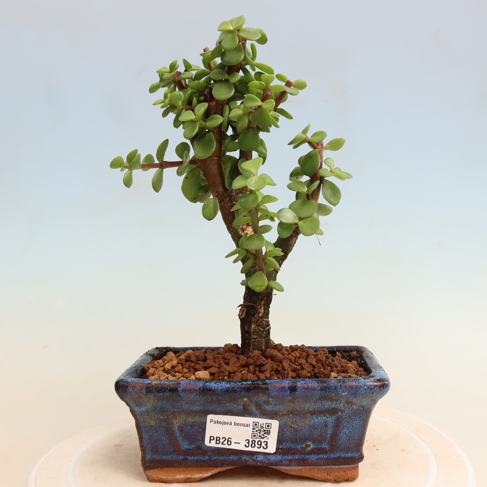 Bonsaï de chambre - Portulakaria Afra - Tlustice