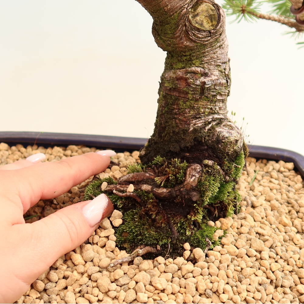 Bonsaï d'extérieur - Pinus mugo Humpy  - Pin nain