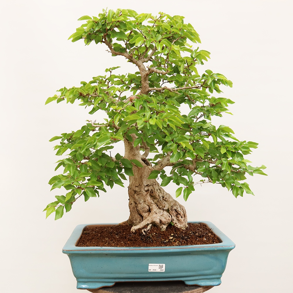 Bonsaï d'extérieur -Carpinus Coreana - Charme de Corée