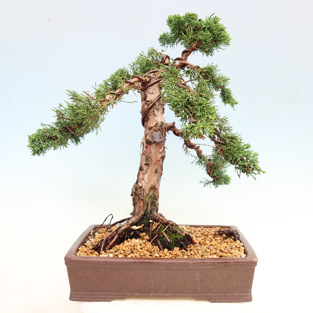 Bonsaï d'extérieur - Juniperus chinensis Kishu