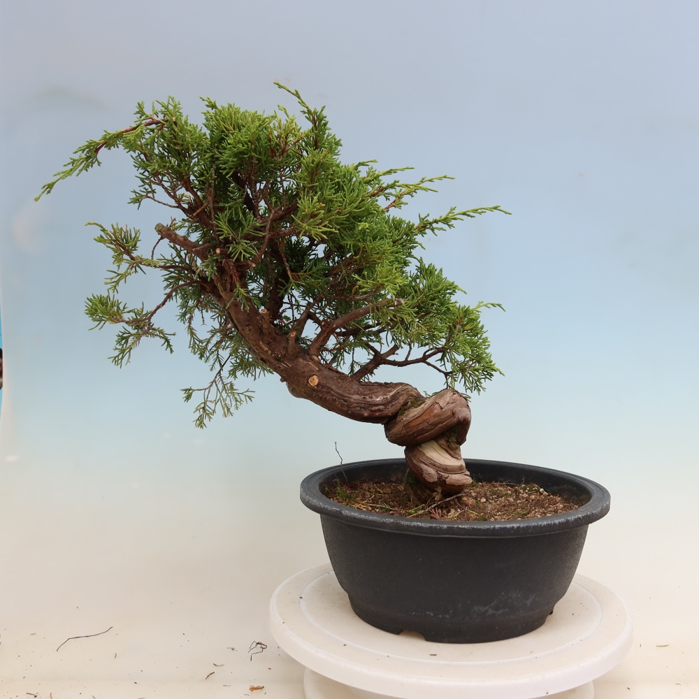Bonsaï d'extérieur - Juniperus chinensis Itoigawa-Juniperus chinensis