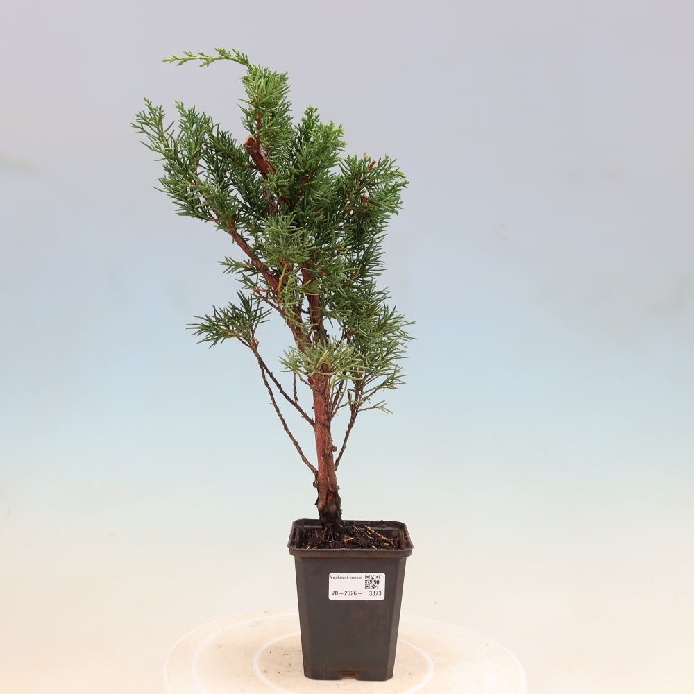 Bonsaï d'extérieur - Juniperus chinensis Kishu