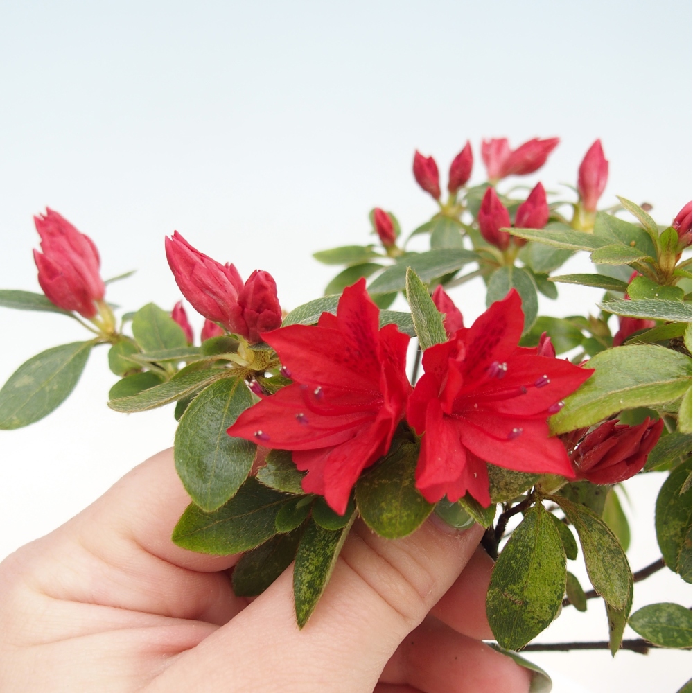 Bonsaïs d'extérieur - Azalée japonaise - Azalea sp.