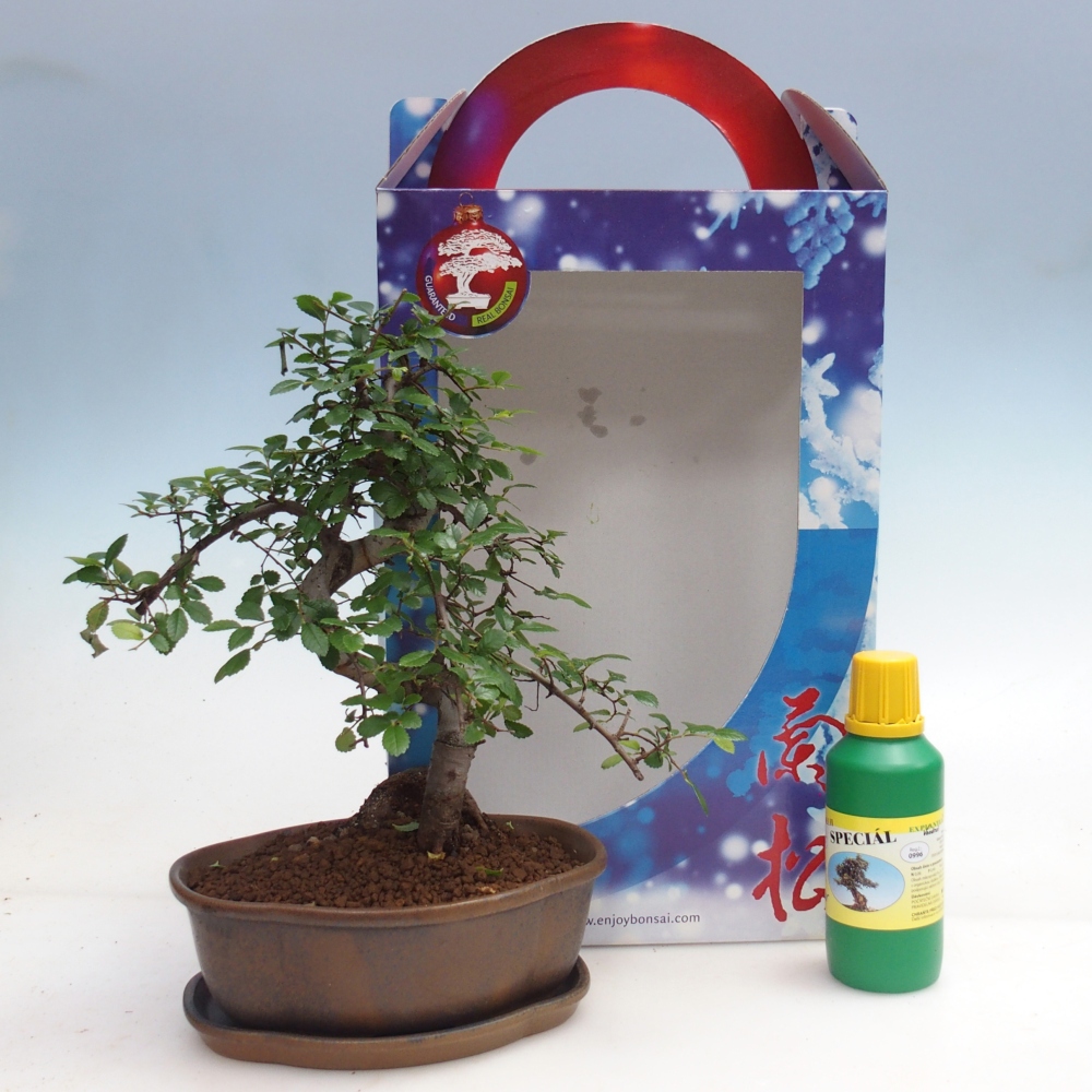 Ulmus parvifolia - Orme de Chine