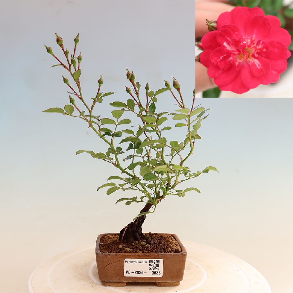 Bonsaï d'extérieur - Rosa Kordes - rose