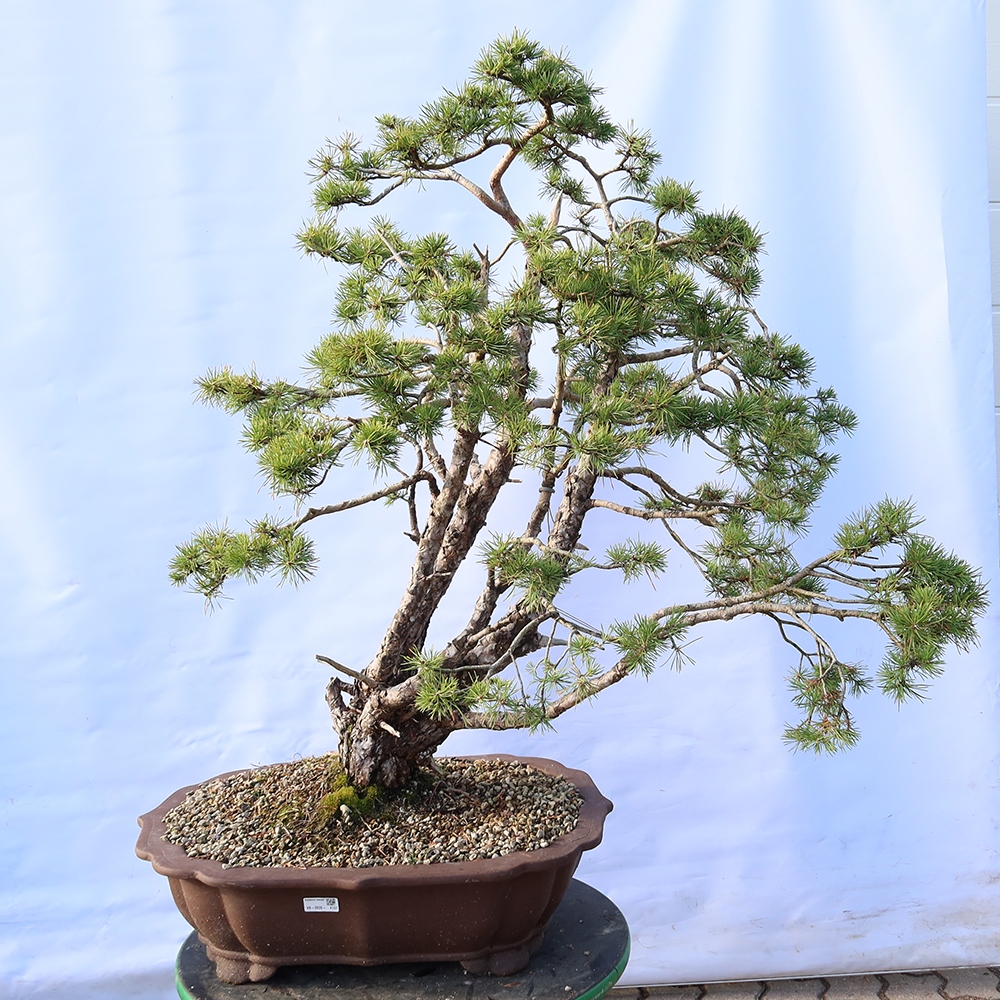Pinus sylvestris Espagne - pin sylvestre
