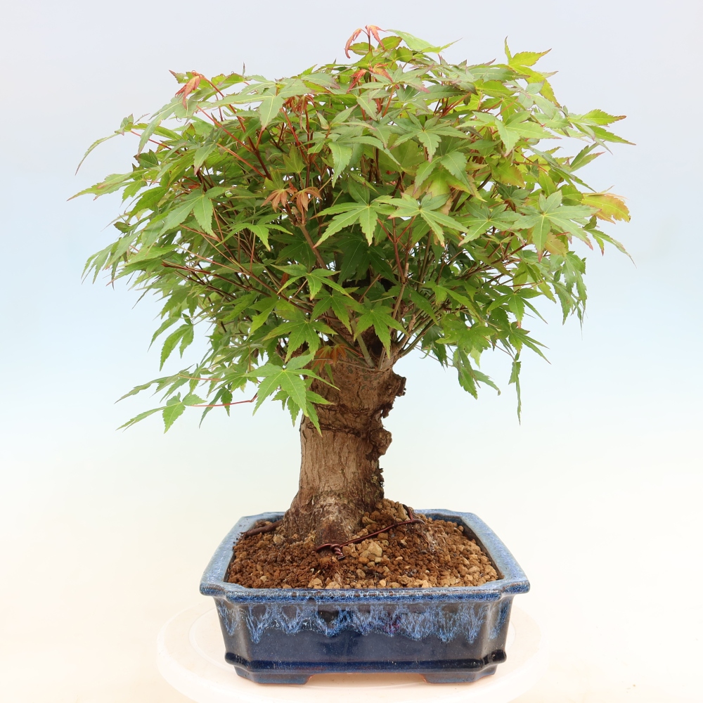 Bonsaï d'extérieur - Maple Burger - Acer Burgerianum