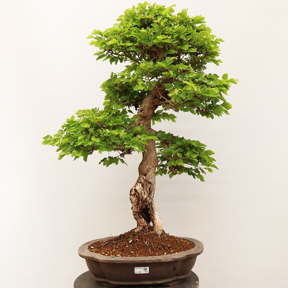 Bonsaï d'extérieur -Carpinus Coreana - Charme de Corée