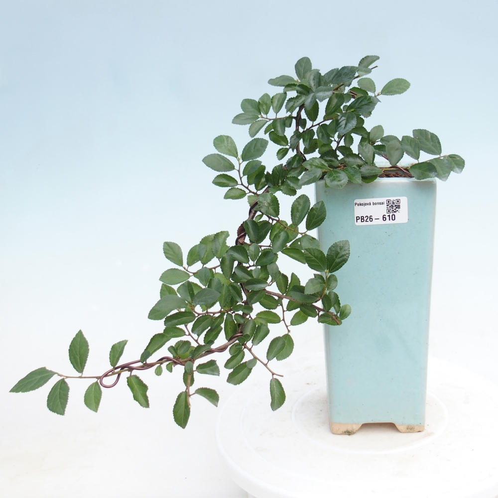 Bonsaï d'intérieur - Grewia occidentalis - Etoile de mer lavande