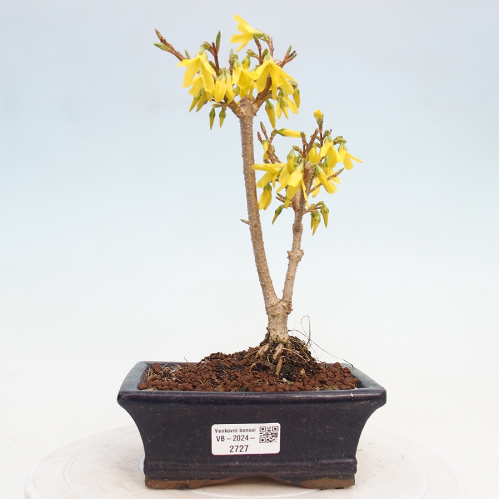Bonsaï d'extérieur - Zlatice - Forsythia intermedia