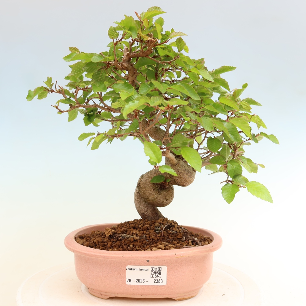 Bonsaï d'extérieur -Carpinus Coreana - Charme de Corée