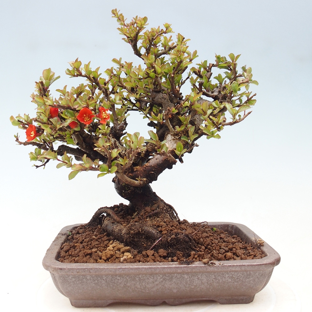 Bonsaï d'extérieur - Chaneomeles speciosa - Coing