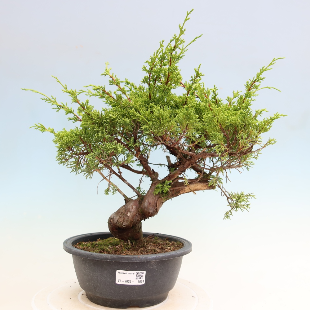 Bonsaï d'extérieur - Juniperus chinensis Itoigawa-Juniperus chinensis