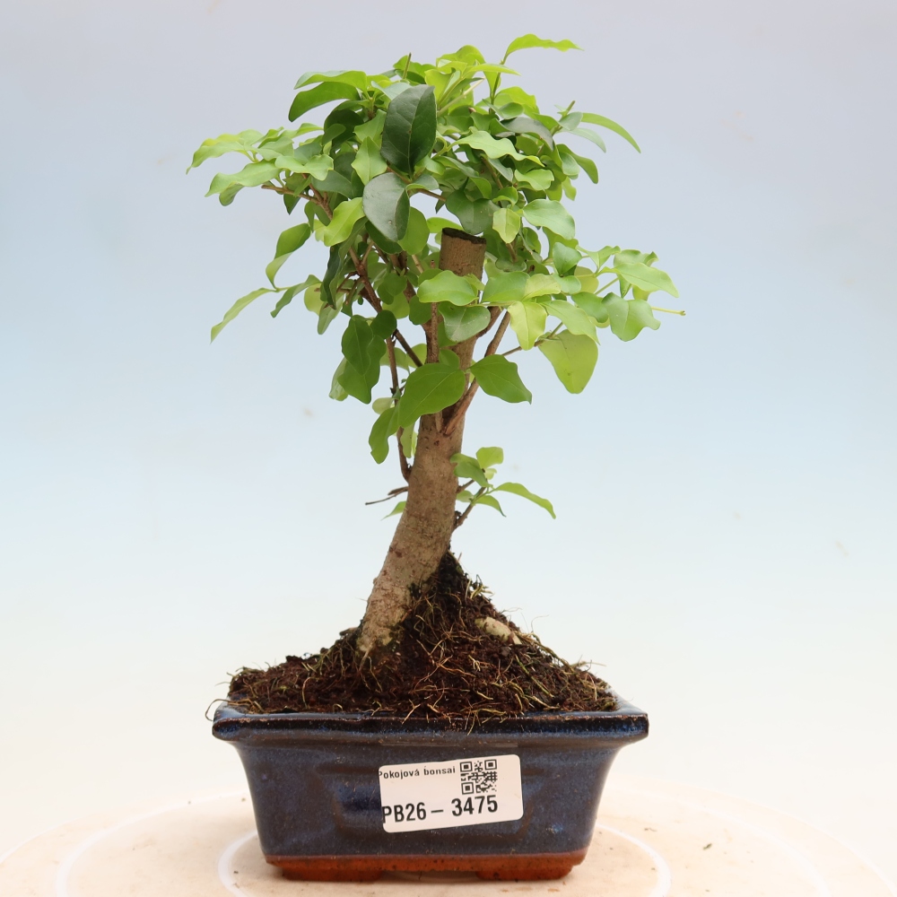 Bonsaï de chambre -Ligustrum chinensis - Bec d'oiseau