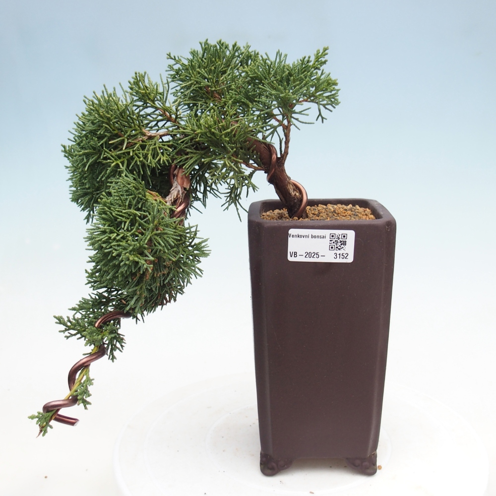Bonsaï d'extérieur - Juniperus chinensis Kishu