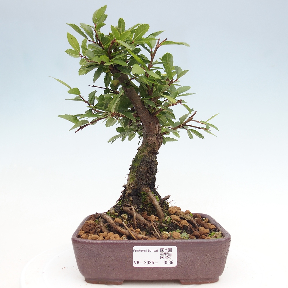 Bonsaï d'extérieur - Zelkova - Zelkova NIRE