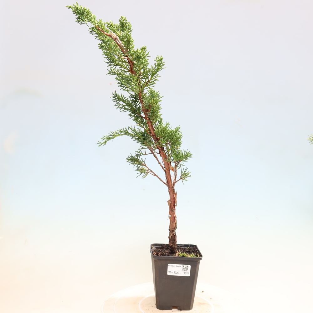 Bonsaï d'extérieur - Juniperus chinensis Kishu