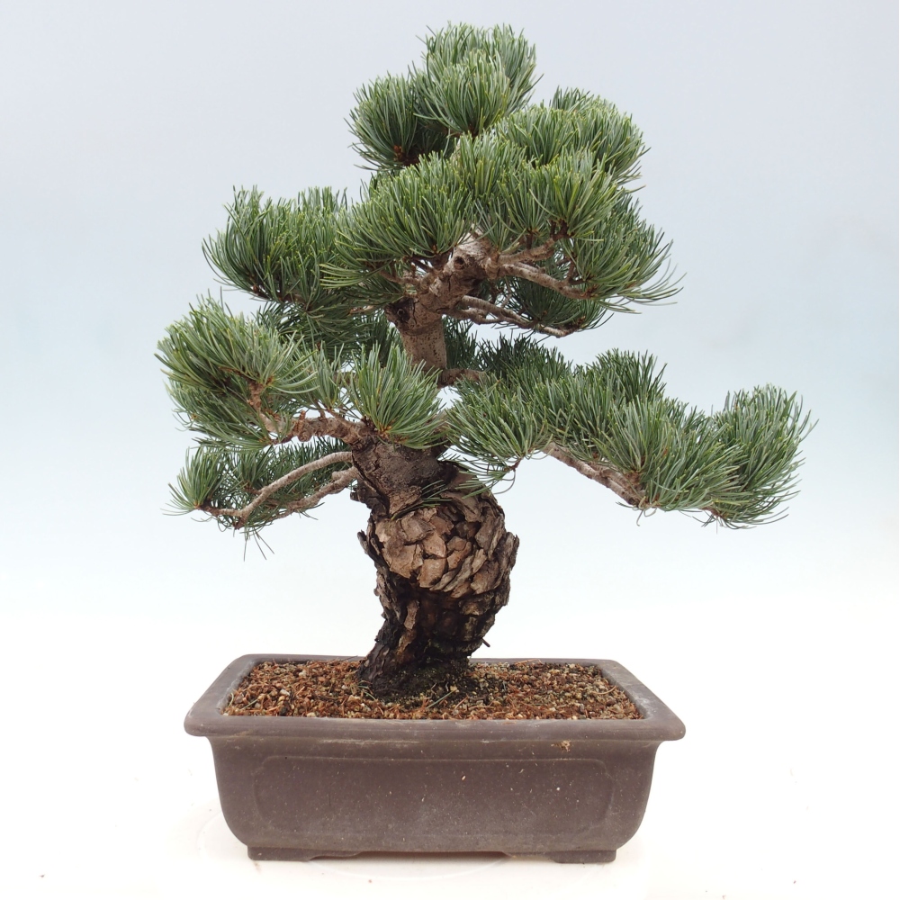Bonsaï d'extérieur - Pinus parviflora - Pinus parviflora