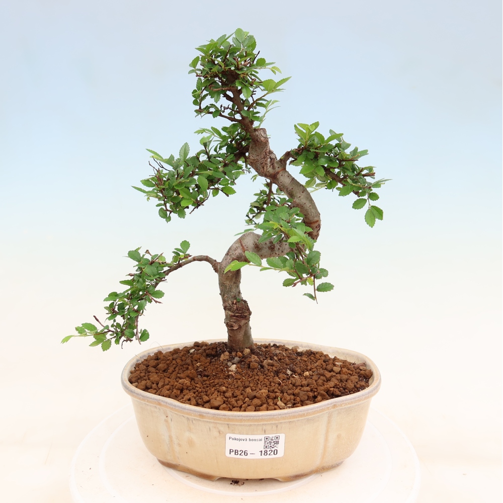 Bonsaï de chambre - Ulmus parvifolia - Orme à petites feuilles