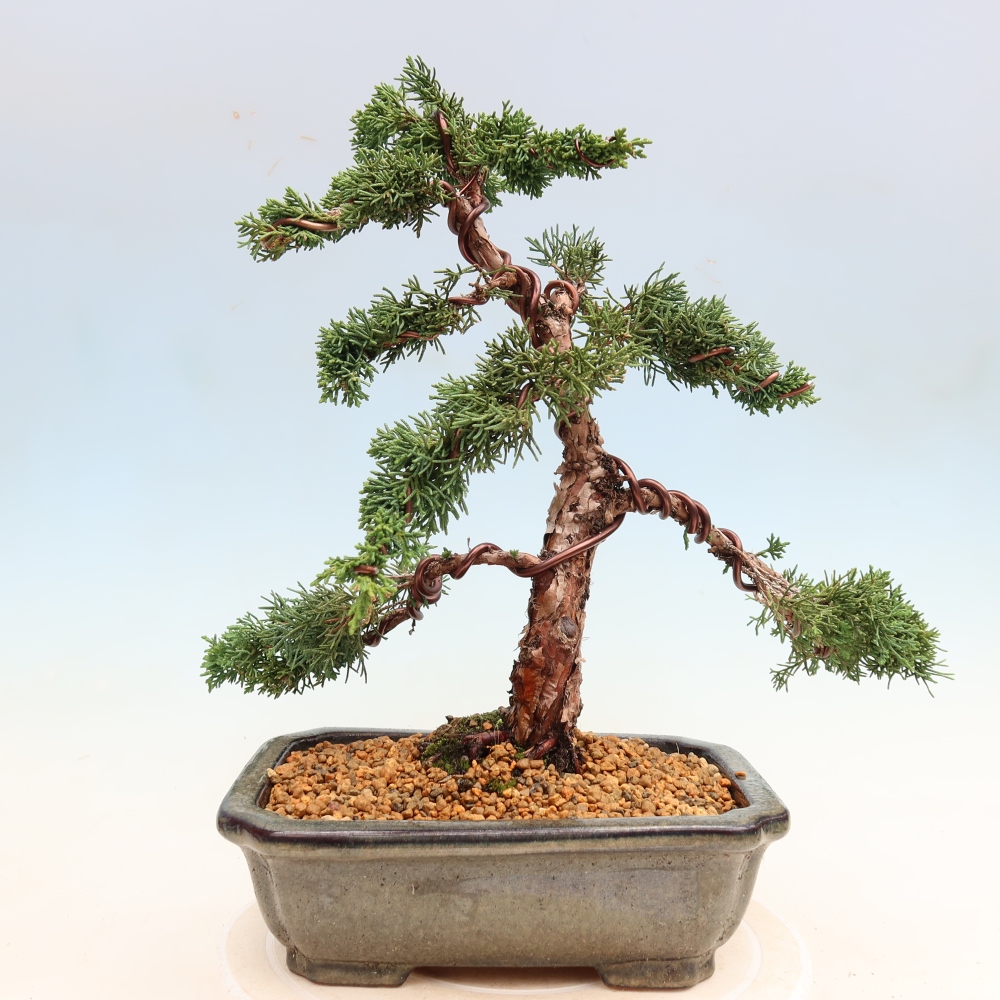 Bonsaï d'extérieur - Juniperus chinensis Kishu