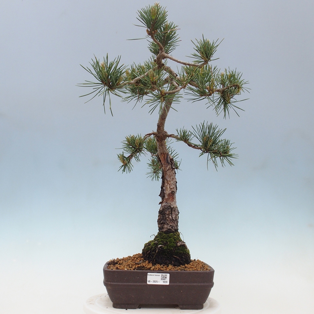 Bonsaï d'extérieur - Pinus Sylvestris Watererri - Pin sylvestre