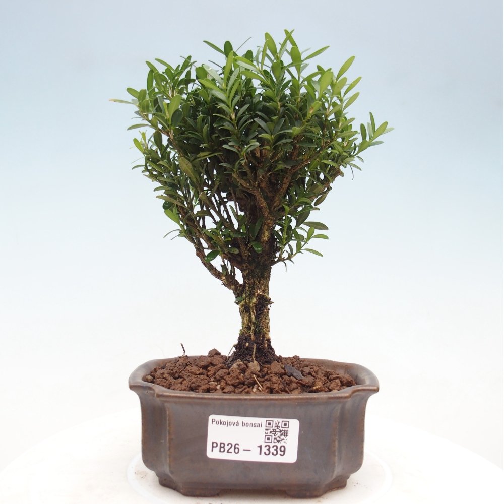 Bonsaï de chambre - Buxus harlandii - buxus liège