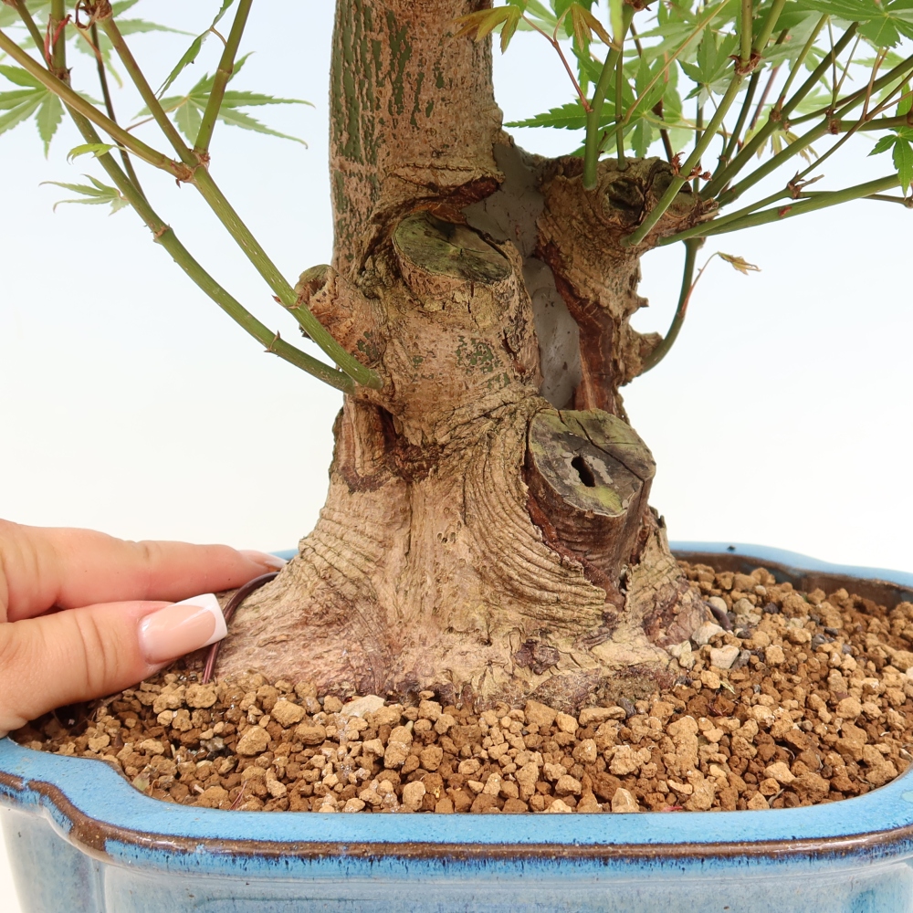 Bonsaï d'extérieur - Maple Burger - Acer Burgerianum