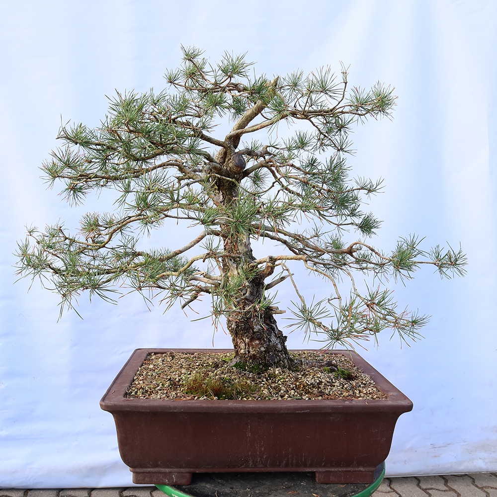 Pinus sylvestris Espagne - pin sylvestre