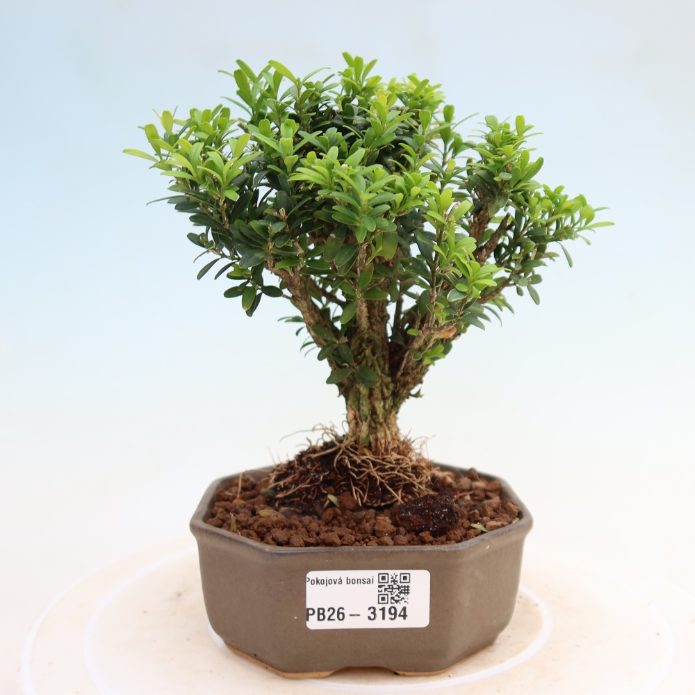 Bonsaï de chambre - Buxus harlandii - buxus liège
