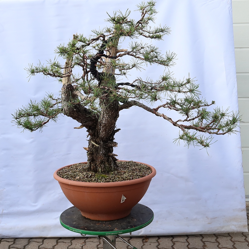 Pinus sylvestris Espagne - pin sylvestre
