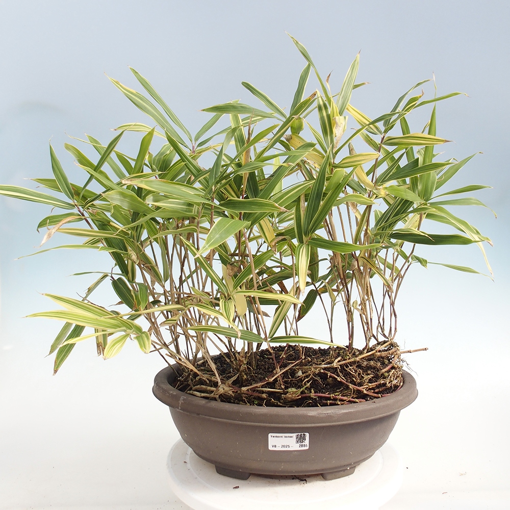 Bonsaï d'extérieur - Sasaella masamuneana Albostriata - Bambou