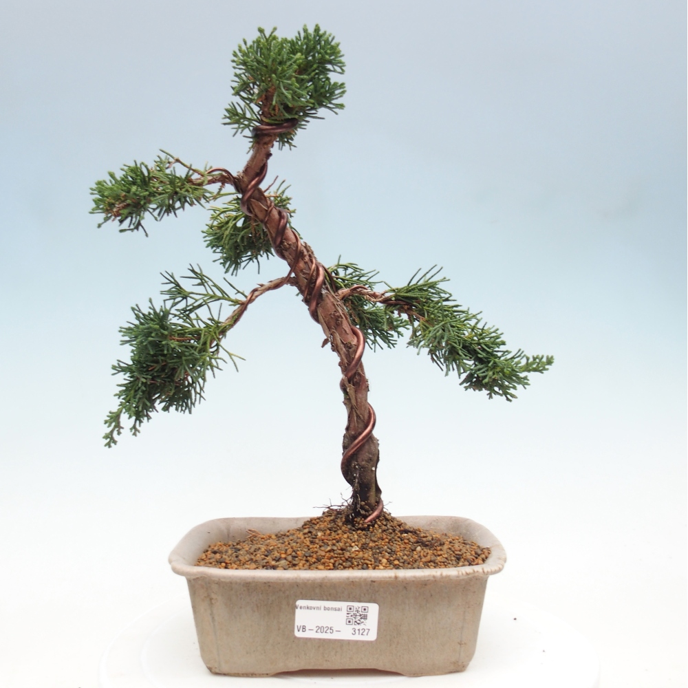 Bonsaï d'extérieur - Juniperus chinensis Kishu