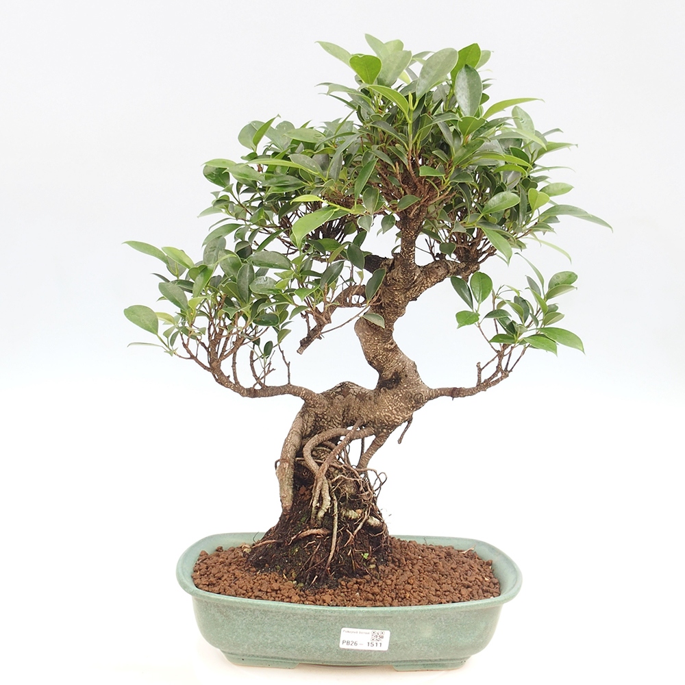 Salle bonsaï - Ficus kimmen - ficus à petites feuilles