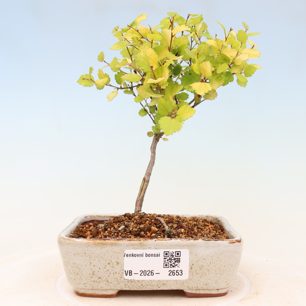 Bonsaï d'extérieur - bouleau nain - Betula NANA Golden Treasure