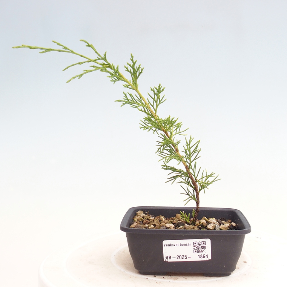 Bonsaï d'extérieur - Juniperus chinensis Itoigawa