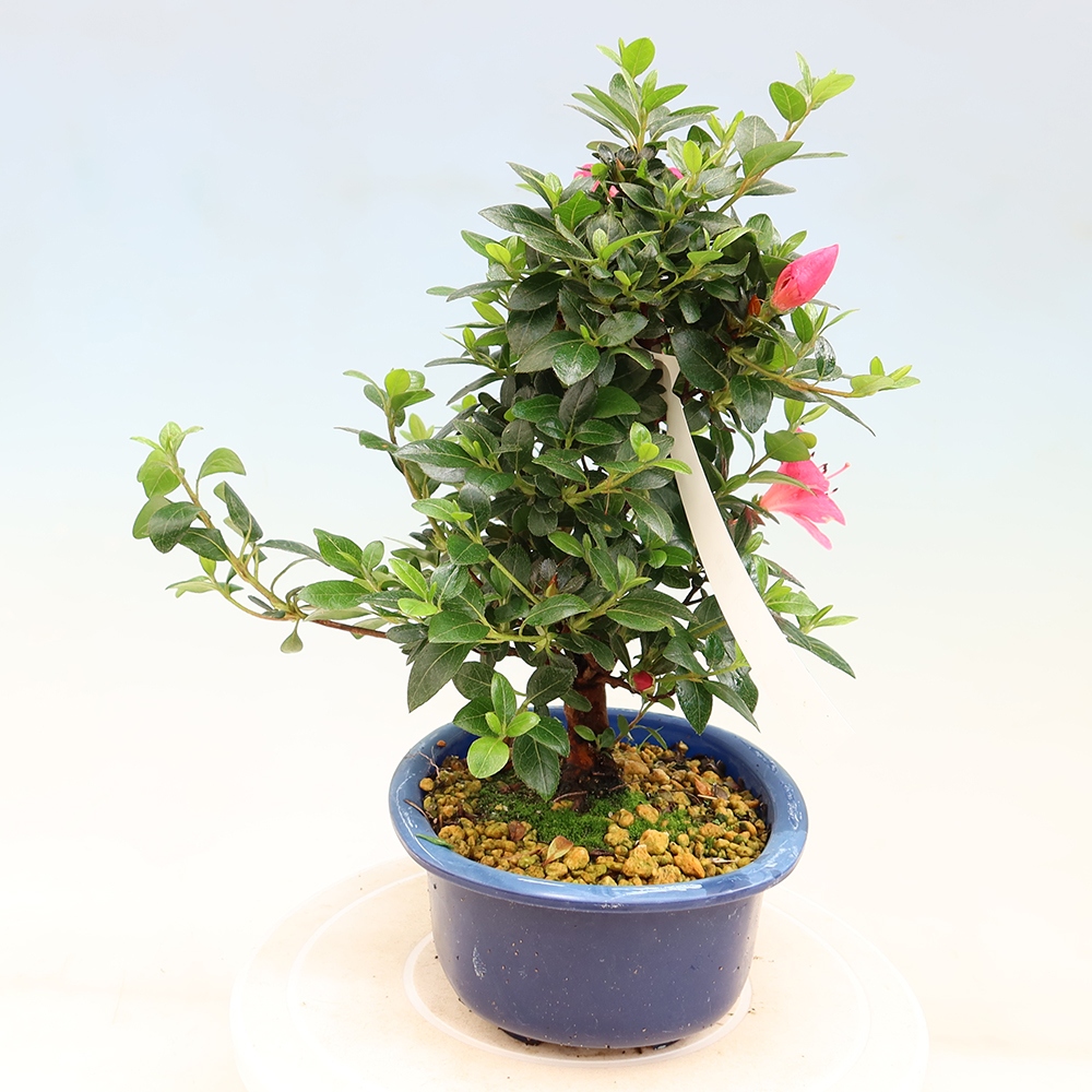 Bonsaï d'extérieur - Azalée japonaise - Azalea Kobai