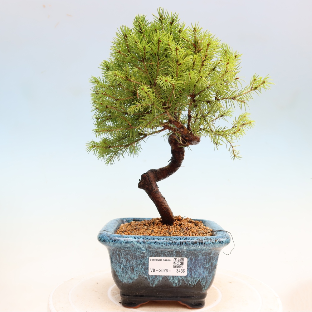 Bonsaï d'extérieur - Épicéa glauque - Picea glauca globe