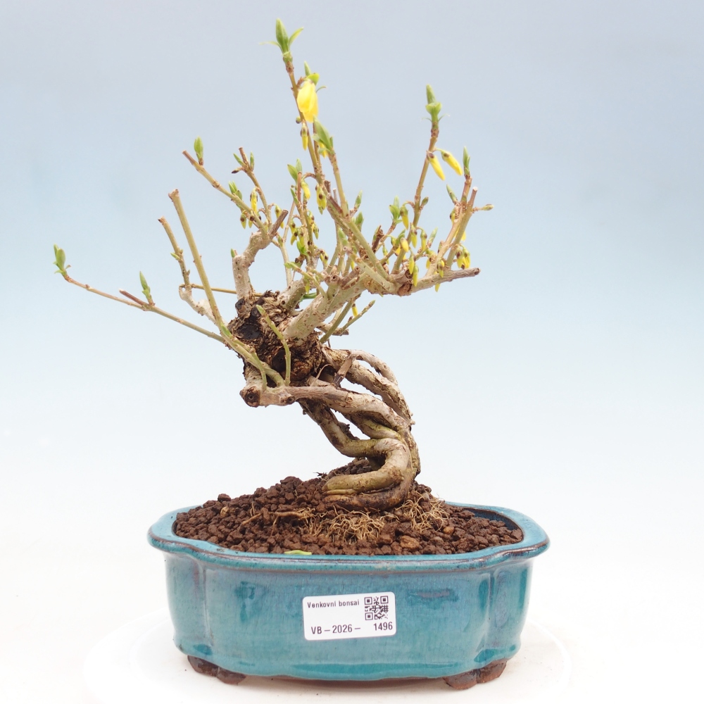 Bonsaï d'extérieur - Zlatice - Forsythia koreana