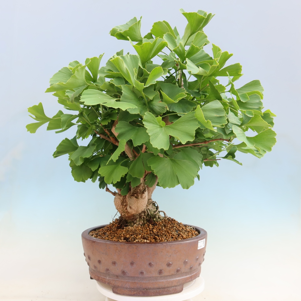 Bonsaïs d'extérieur - Ginkgo biloba - Ginkgo biloba