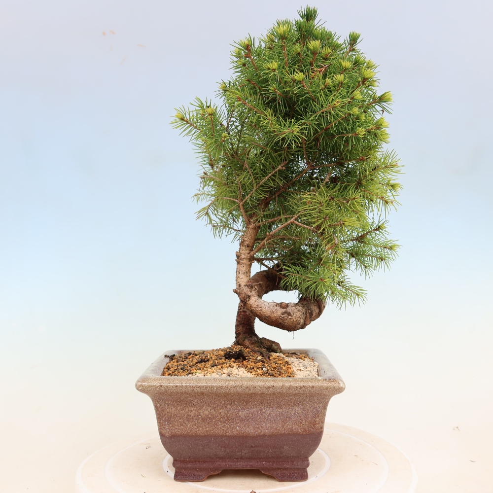 Bonsaï d'extérieur - Épicéa - Picea glauca globe
