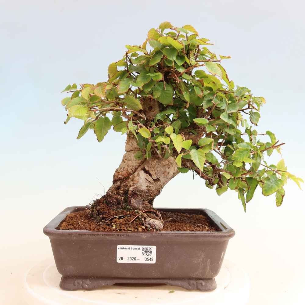 Bonsaï d'extérieur -Carpinus CARPINOIDES - Charme de Corée