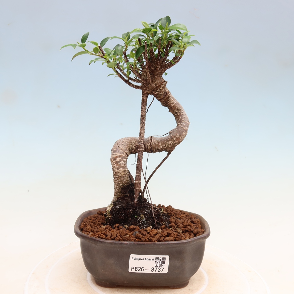 Salle bonsaï - Ficus kimmen - ficus à petites feuilles