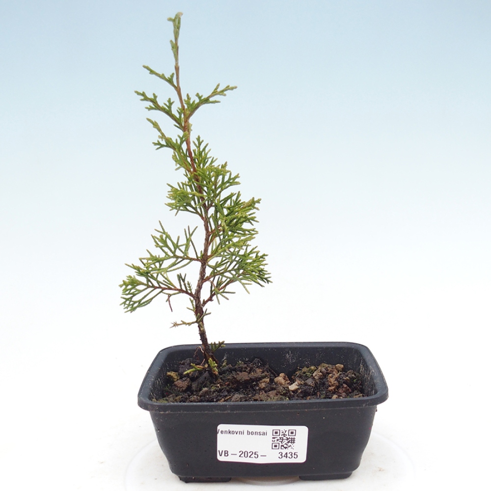 Bonsaï d'extérieur - Juniperus chinensis Itoigawa