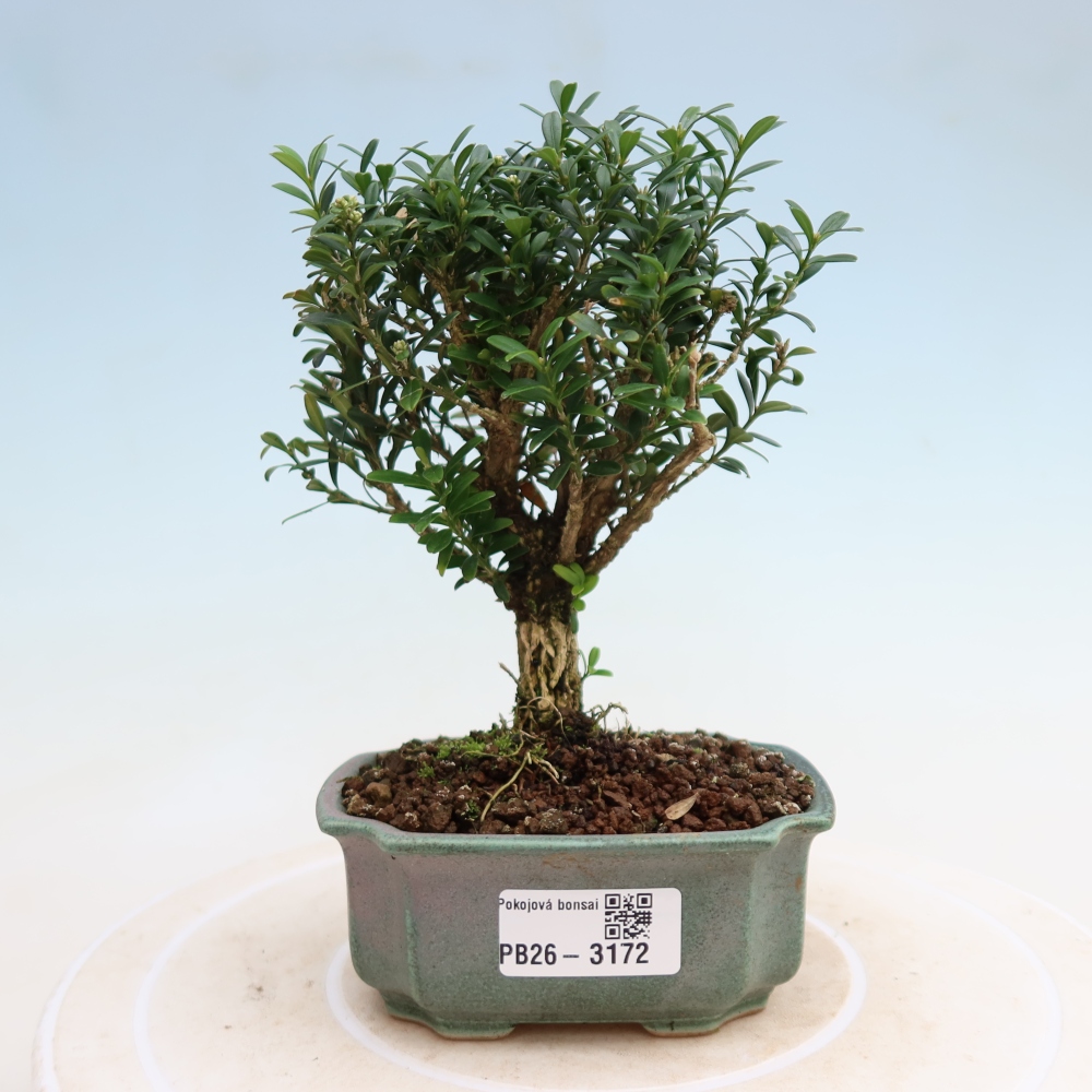 Bonsaï de chambre - Buxus harlandii - buxus liège
