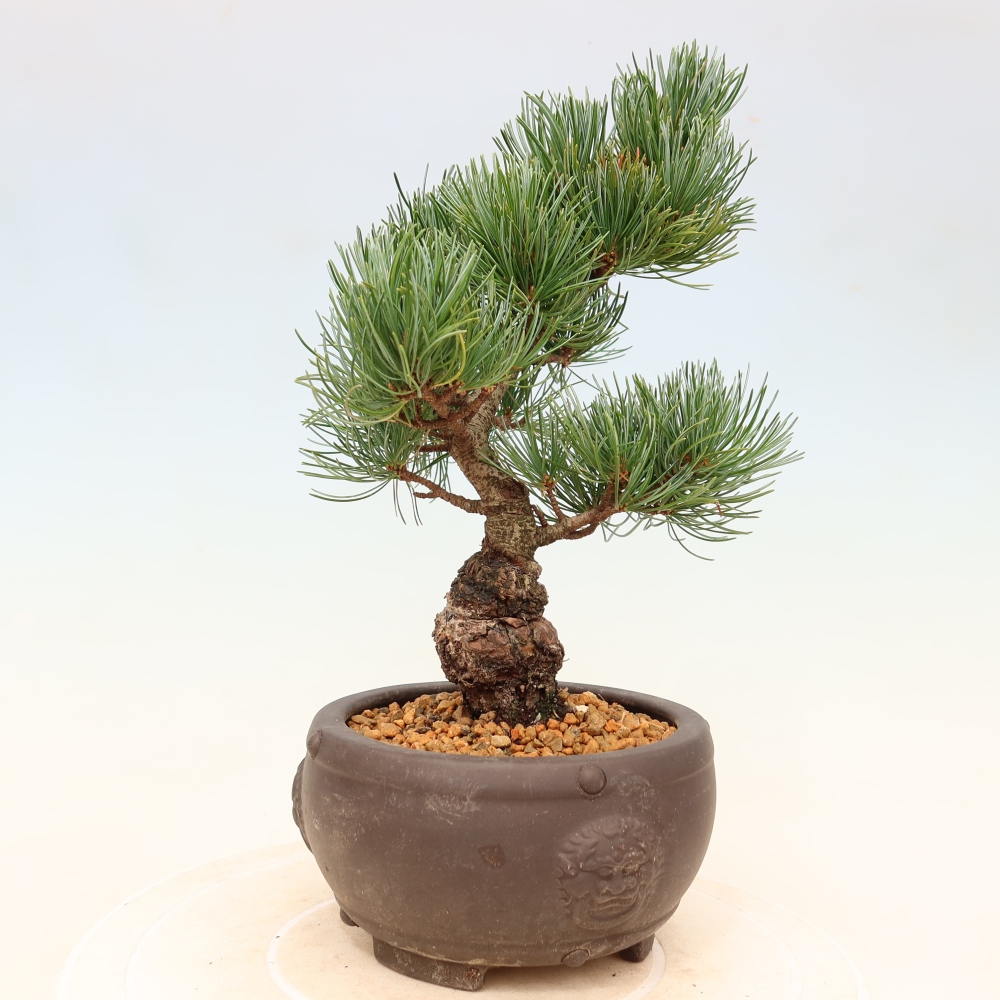 Bonsaï d'extérieur - Pinus parviflora - Pinus parviflora